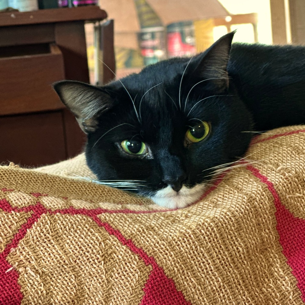 Meet your Posher, Kristen